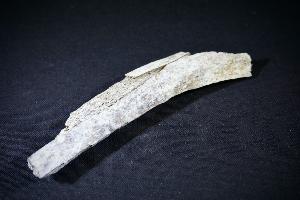 Cave Bear (Ursus Spelaeus) Bone Fragment, from Romania (REF:CB10)