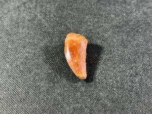 Carcharodontosaurus Dinosaur Tooth, from Sahara Desert, Morocco (REF:CDT9)
