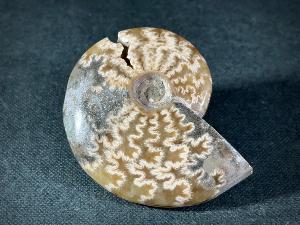 Cleoniceras Ammonite, from Madagascar (REF:CLEO1)