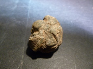 Trilobite - Flexicalymene Rolled Trilobite (No.22)