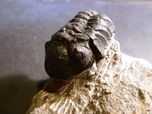 Trilobite - Geesops, from Morocco, Atlas Mountains (No.88)