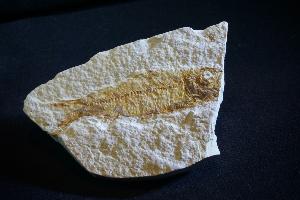 Knightia Fossil Fish, from Green River Formation, Wyoming, U.S.A. (REF:KF207)