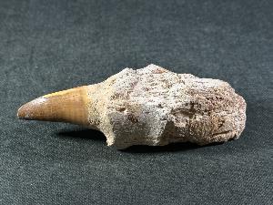 Rooted Mosasaur Tooth, from Oued Zem Region, Morocco (REF:MOSRT33)