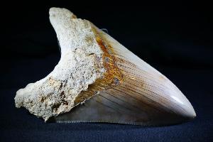 Megalodon Tooth, from Baduang Formation, Surade Bandung, West Java, Indonesia (REF:MT2) 