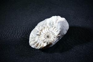 Partial Pleuroceras Ammonite, from Unterstürmig, Germany (REF:PAG1)