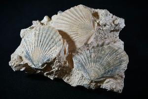 Pecten Benedictus Bivalve (REF:PBB3)