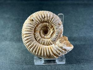Perisphinctes Ammonite, from Madagascar (REF:PERIMAD11)