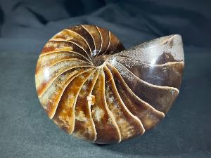 Polished Nautilus, from Madagascar (REF:POLNAU1)