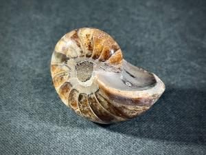 Polished Nautilus, from Madagascar (REF:POLNAU2)