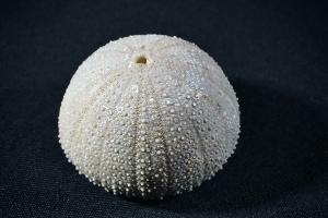 Stomechinus S.P. Sea Urchin, from Taouz, Atlas Mountain, Morocco (REF:STOSU1)