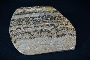 Stromatolite from Fife, Scotland, UK (REF:SS8)