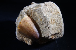Mosasaur Tooth - On Matrix - from Morocco (No.133)