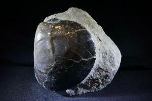 Plagiostoma Giganteum Bivalve, from Lavernock Point, South Wales, U.K. (No.16) 