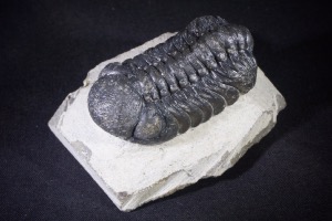 Phacops S.P Trilobite from Morocco (No.475)