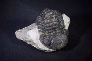 Phacops S.P Trilobite, from Morocco (No.477)