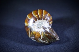 Polished Nautilus from Madagascar (No.625)