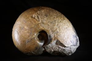 Leioceras Ammonite, from Lyme Regis, Jurassic Coast, England (No.73)