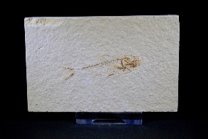 Diplomystus Fossil Fish, from Green River Formation, Wyoming, USA (No.5)