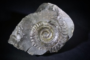 Dactylioceras Ammonite, from Whitby, Yorkshire, UK (No.99)