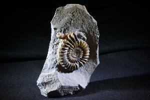 Arnioceras semicostatum Ammonite, from Dorset, Jurassic Coast, Monmouth Beach, Lyme Regis, UK (REF:ASA3)