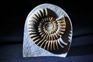Arnioceras semicostatum Ammonite, from Dorset, Jurassic Coast, Monmouth Beach, Lyme Regis, UK (REF:ASA5)