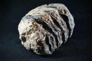 Southern Mammoth Tooth, from Carpathian Mountains (REF:CMMT6)