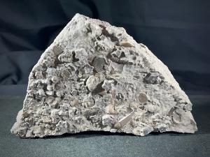 Crinoid (Sea Liles) with Pecten Bivalve, from Charmouth, England (REF:CRIN1)