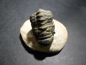 Trilobite - Crotalocephalus Trilobite (No.142)