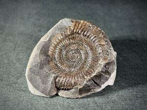 Dactylioceras Ammonite, from Whitby, Yorkshire, UK (REF:DACT5)