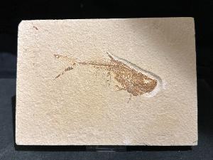 Diplomystus Fossil Fish, from Green River Formation, Wyoming, U.S.A. (REF:DIPLOFISH3)