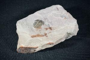 Elrathia kingii trilobite, from Utah, U.S.A. (REF:EKT3)