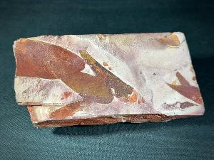 Glossopteris Leaves, from New South Wales, Australia (REF:GLOSS6)