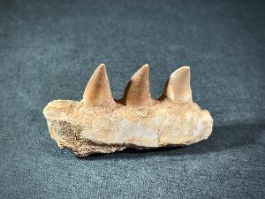 Mosasaur Tooth & Partial Jaw, from Morocco (REF:MOSPJ9)