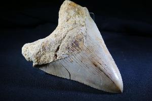 Megalodon Tooth, from Baduang Formation, Surade Bandung, West Java, Indonesia (REF:MT9) 
