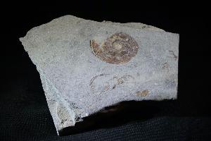 Psiloceras Ammonite, from Somerset, UK (REF:PSILA1)