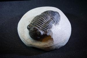 Paralajurus Trilobite, from Hamar L'Aghdad Limstone, Djebel Issoumour, Anti-Altas Mountains, Morocco (REF:PT2)