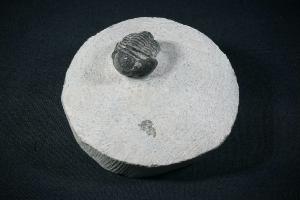 Gerastos S.P. Trilobite, from Atlas Mountains, Morocco (REF:GTM9)