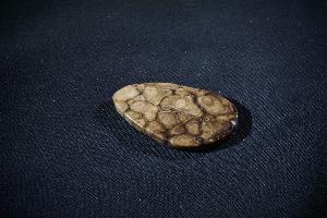 Stromatolite (REF:SS4)