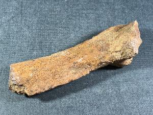 Triceratops Bone Fragment, Lance Creek Formation, Weston Co. Wyoming, USA (REF:TRIT11)