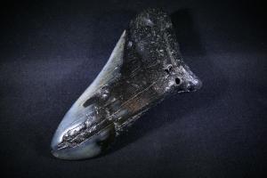 C. Megalodon Shark Tooth, from South Carolina, U.S.A. (No.112)