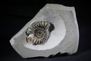 Arnioceras Ammonite, from Lyme Regis, UK (No.152)