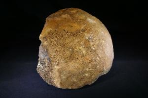 Mammoth Patella Joint Bone, from North Sea Area, Ice Age (No.238)