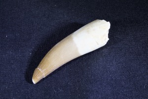 Plesiosaur Tooth, from Morocco (No.764)