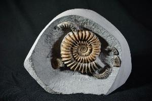 Arnioceras semicostatum Ammonite, from Dorset, Jurassic Coast, Monmouth Beach, Lyme Regis, UK (REF:AS1)
