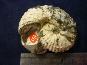 Scaphlites Nodosus Ammonite (151)