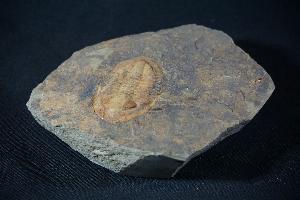 Euloma S.P. Trilobite, from Ouled Slimane, Zagora area, Morocco (REF:ETM2)