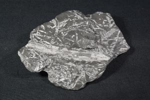 Fossil Fern, from Pennsylvania, U.S.A. (REF:FFPUSA6)