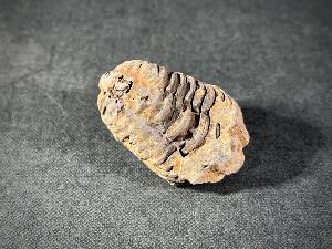 Flexicalymene Trilobite, from Morocco (FLEXI1)