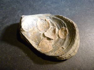 Bivalves - Gryphaea 'Devil's Toenail" Bivalve (selected)