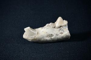 Ictitherium Tooth & Jaw, from Gansu Province, China (REF:ITJ3)
